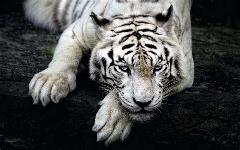 Growling White Tiger Wallpaper