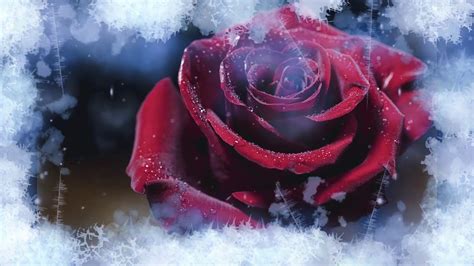 Mjn seifer from not listed for personal reason. Bette Midler - The Rose (Lyrics) - YouTube