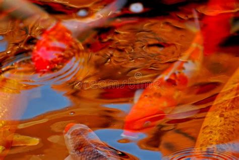 Koi Fish Swimming In The Pond Stock Photo Image Of Golden Pond 3947286