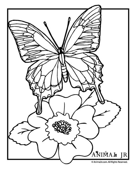 Butterflies coloring pages for kids. Coloring Pages Flowers Butterflies - Coloring Home