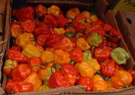 Die pflanze wächst als buschiger strauch und wird 120 cm hoch. Scotch_bonnet_chili_pepper.jpg