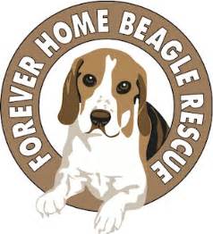 Hampton inn pittsburgh university/medical center. Pets for Adoption at Forever Home Beagle Rescue, in ...