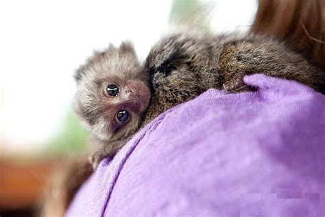 Baby Finger Monkey | Finger Baby Marmoset Monkeys For Adoption for Sale
