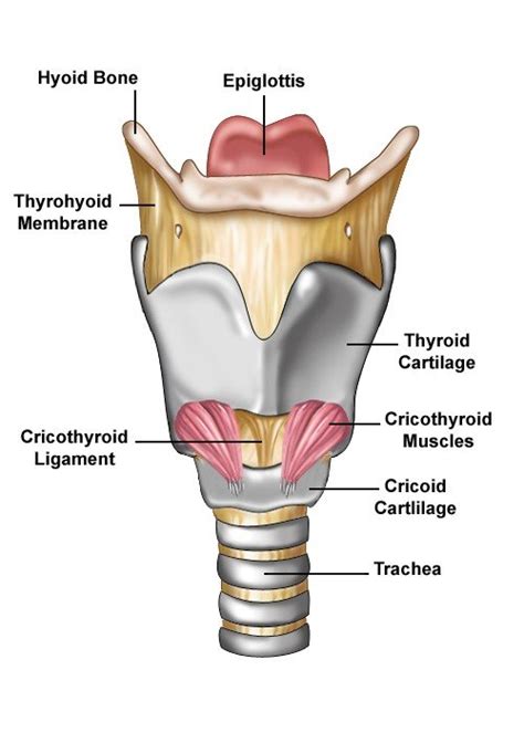 Anterior View Of Larynx Download Scientific Diagram