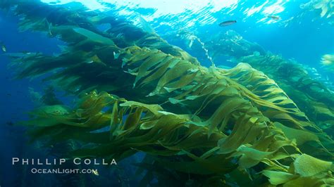 Giant Kelp Plants Lean Over In Ocean Currents Underwater Macrocystis