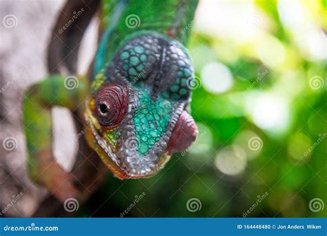 Chameleon Closeup Portrait Stock Photo Image Of Looking 164448480