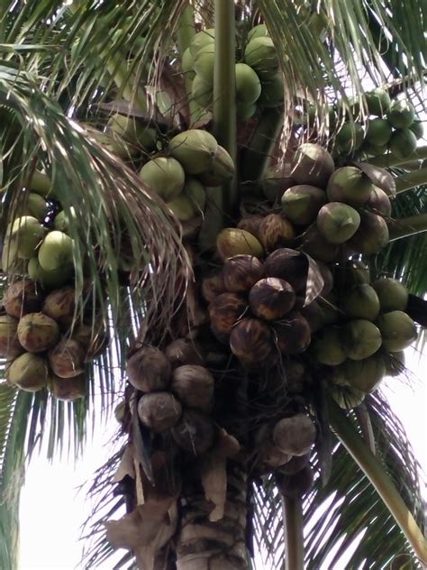 Benih kelapa matag g2 sedia untuk dipasarkan. KELAPA MATAG - PUSAT SEMAIAN AHLI PELADANG KAW PT ...