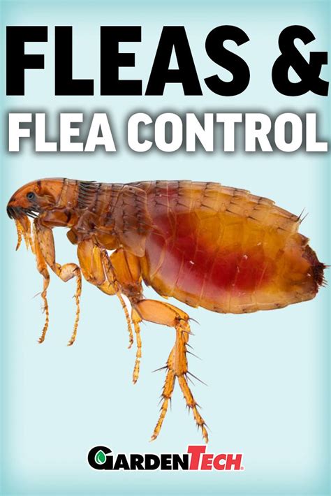 Identify And Control Fleas Garden Pest Control Fleas Garden Pests
