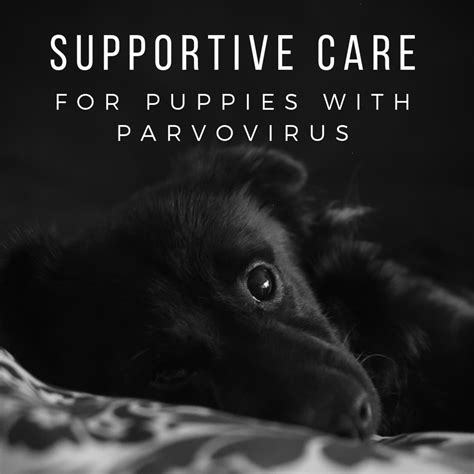Top 10 Home Remedies For Parvo That Work You Need To Know