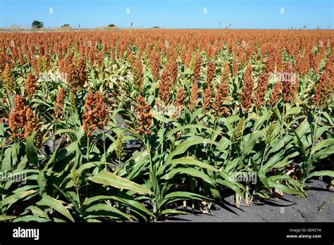 Botswana Agriculture Hi Res Stock Photography And Images Alamy