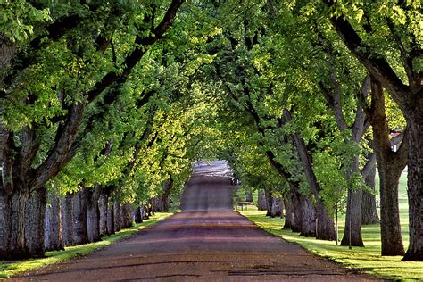Tree Lined Road In Colorado Photograph By Richard Norman