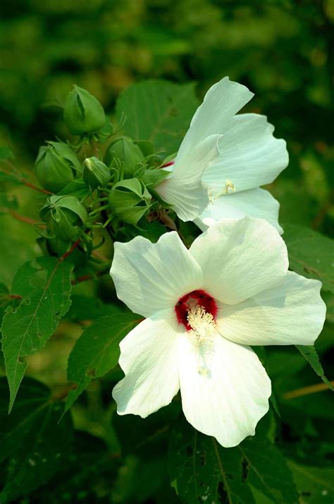 Inilah daftar nama bunga beserta gambar nya, indah, unik, cantik dan langka, lengkap dengan penjelasannya. DI UJUNG ISLAM: Bunga Raya - Bunga Kebangsaan Malaysia