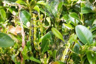 Il s'agit d'un acarien minuscule, d'environ 0,3 mm, qui suce les feuilles de buis. Pyrale du buis : traitement contre la chenille du buis ...