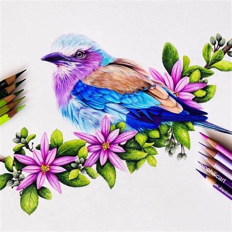 Realistic Animal Pencil Drawings Color Pencil Art Bird Drawings
