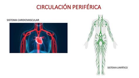 Circulación Periférica Andrea Narvaez Udocz