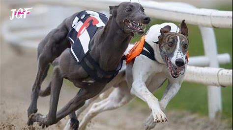 Dog Race Greyhounds Track Race Youtube