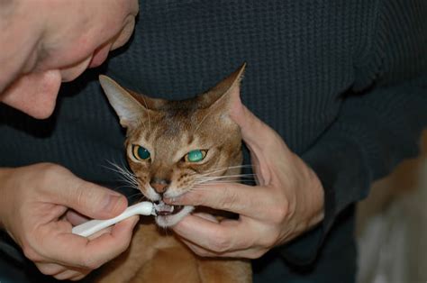 How to brush a cat's teeth. 7 Tips For Brushing Your Cat's Teeth - iHeartCats.com