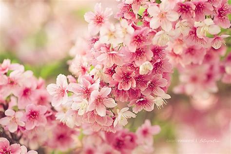 50 Gambar Bunga Cantik Dan Indah Explore It