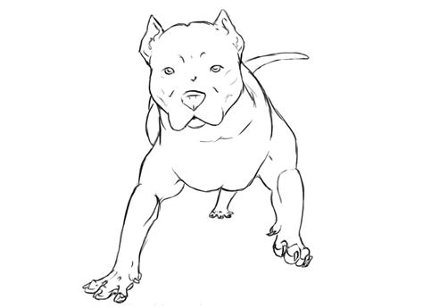 Pitbull Coloring Pages Free Printable Coloring Pages For Kids