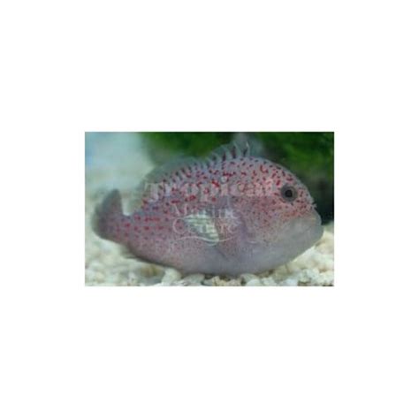 Spotted Coral Croucher Goby Rock N Critters