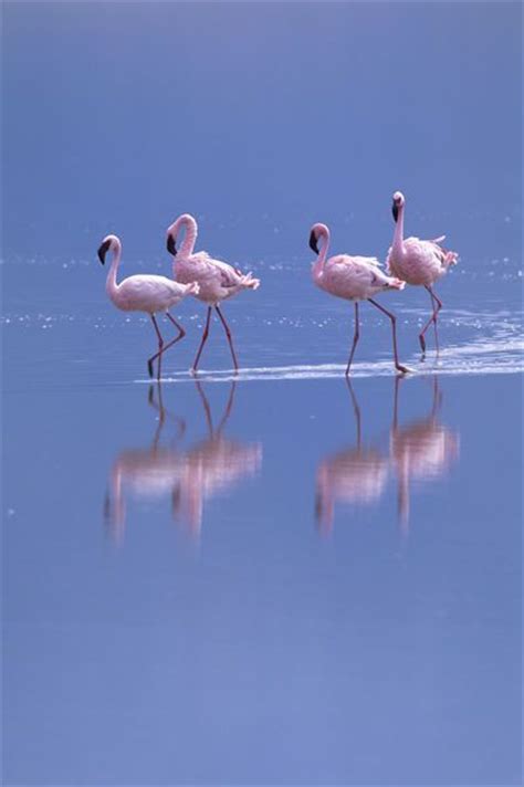 Flamingo Reflections Flamingo Pictures Beautiful Birds Flamingo