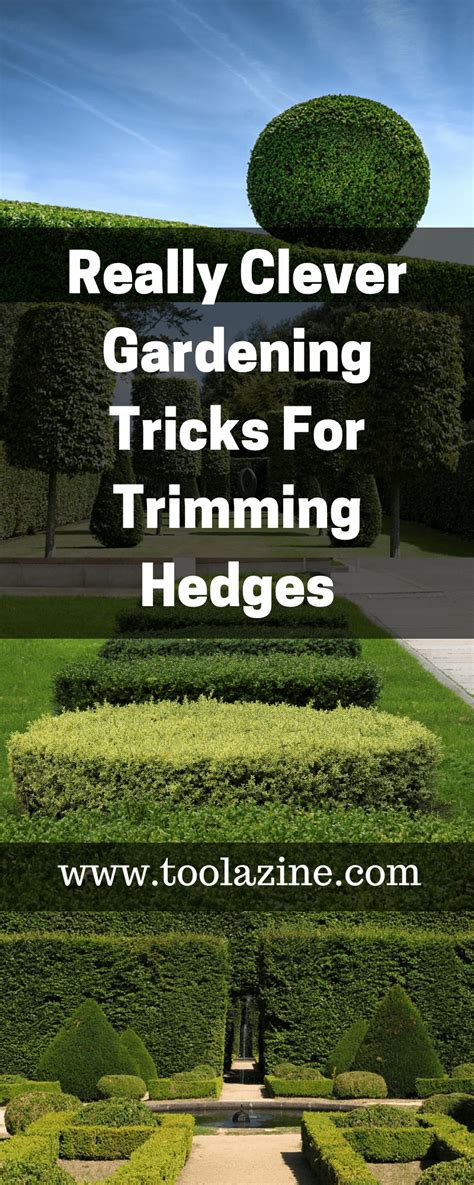 How To Cut And Trim Hedges Bushes And Shrubs Properly Techniques For Round