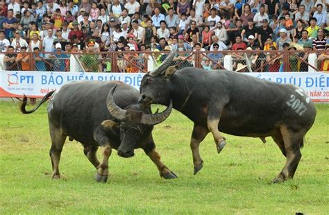 Đồ Sơn Buffalo Festival Should Be Protected Experts Life And Style