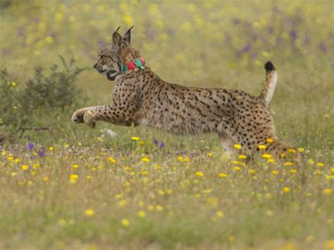 Iberian Lynx Cubs Born In The Wild Bring Hope For The Worlds Most