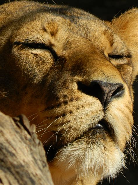 Free Images Wildlife Mane Fauna Lion Close Up Cheetah Nose