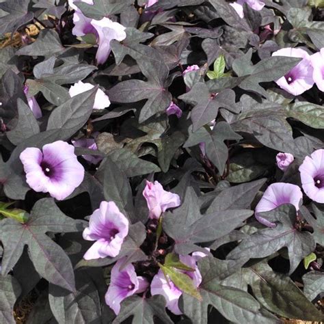 Growing purple sweet potatoes is easy and can be done in any size garden. Sweet Potato Vine 'FloraMia Nero' (Ipomoea batatas ...