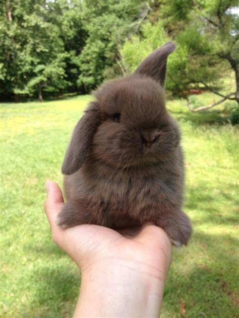 Our Holland Lop Chocolate Bunny Mocha Cute Funny Animals Cute Baby