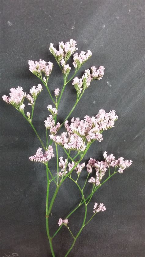 Limonium Im Fine With A Filler Bouquet I Think Theyre Simple And
