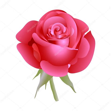 Red Beautiful Rose Vector Illustration Premium Vector In Adobe
