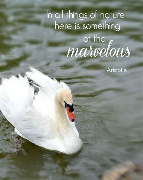 Quote About Swans Swan Quotes Brainyquote The Swan Murmurs Sweet