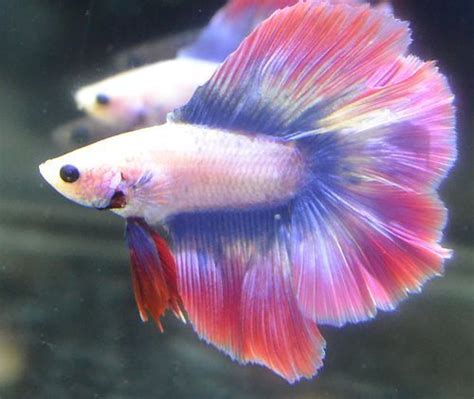 A wide variety of pink betta fish options are available to you, such as material, feature, and aquarium & accessory type. 17+ best images about Betta Beauties on Pinterest | Black ...