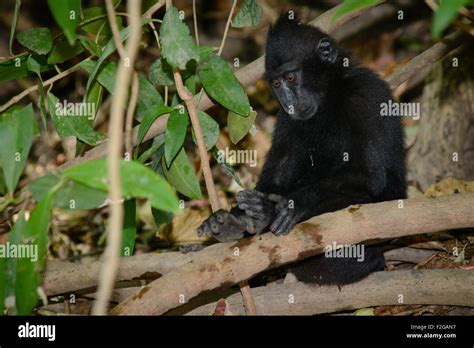 A Single Black Crested Macaque Also Known As The Celebes Black Macaque