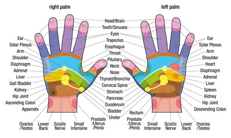 Reflexology Hand Chart Printable