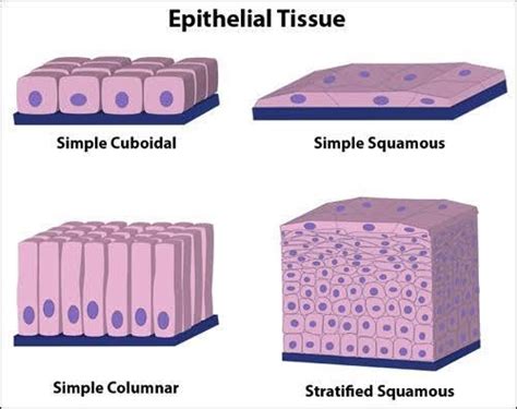 Describe The Structure And Functions Of Different Types Of Epithelial