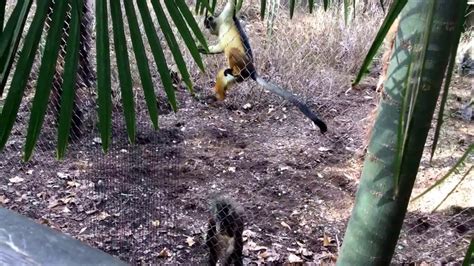 Drill And Guenon At Zoo Atlanta Youtube