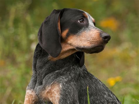 Bluetick Coonhound Dog Breed History And Some