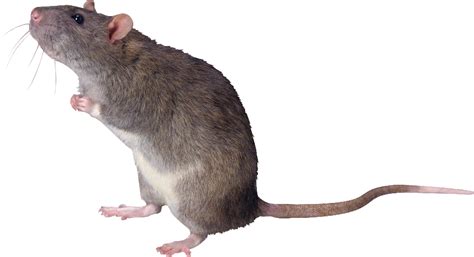 Rat Clipart Rata Rat Rata Transparent Free For Download On