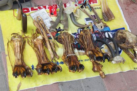 Tragic Tiger Paws In The Chinese Medicine Market Photo