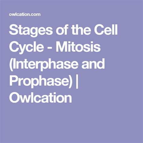 Stages Of The Cell Cycle Mitosis Interphase And Prophase Cell