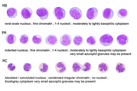 Cell Maturation Guidelines Hematomorphology A Databank Imagebank My