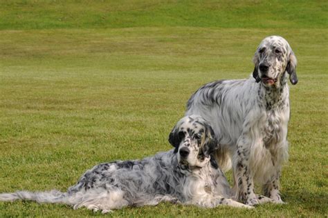 We have learned over the years that the unmistakable llewellin setter personality and traits are what set these dogs apart from other bird dog breeds. English Setter Puppies for Sale from Reputable Dog Breeders