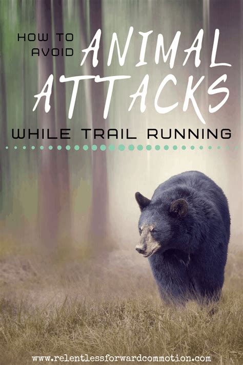 How To Avoid Wild Animal Attacks While Trail Running