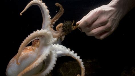 Its World Octopus Day Here Are 8 Reasons Why We Love These Crazy