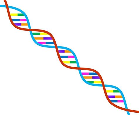 Up To 25 Of Same Sex Behavior Linked To Genes Neuroscience News