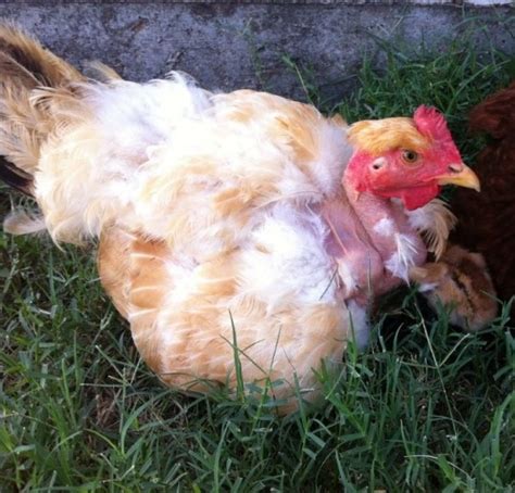 Turken Naked Neck Chicks For Sale Chickens For Backyards