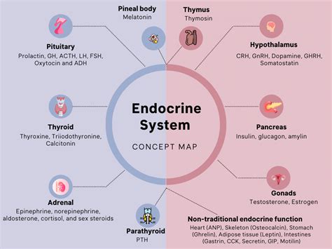 Draw A Mind Map About Circulatory System Endocrine System Glands